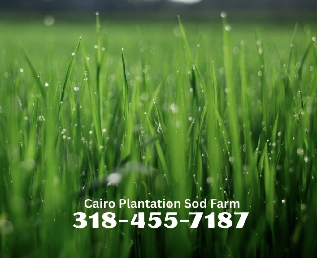 Cairo Plantation Sod Farm.